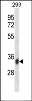 PPP6C antibody
