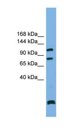 PPP6R1 antibody