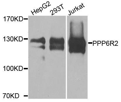 PPP6R2 antibody