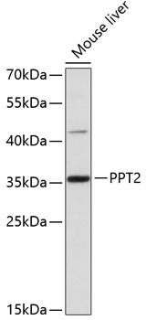 PPT2 antibody