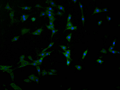 PPT2 antibody