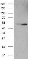 PPWD1 antibody