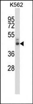PPYR1 antibody