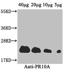 PR10A antibody