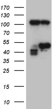 PR3 (PRTN3) antibody