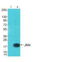 PRAF2 antibody