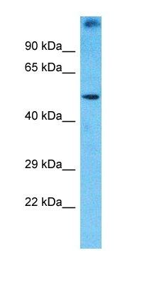 PRAMEF1 antibody