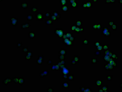PRAMEF10 Antibody
