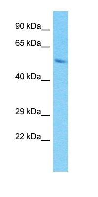 PRAMEF15 antibody