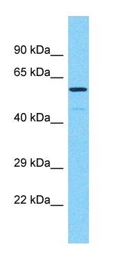 PRAMEF17 antibody
