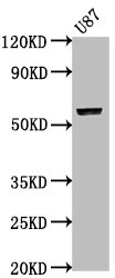 PRAMEF17 antibody