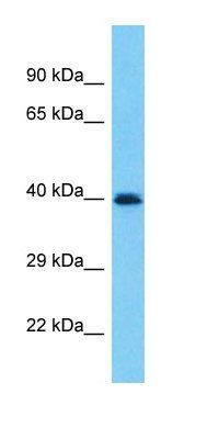 PRAMEF19 antibody
