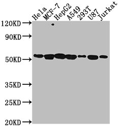 PRAMEF6 antibody