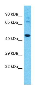 PRAMEF7 antibody