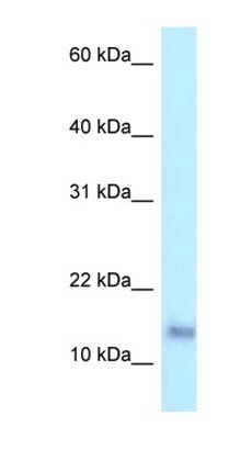PRAP1 antibody