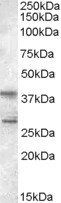 Goat anti-SCAP2 / PRAP Antibody