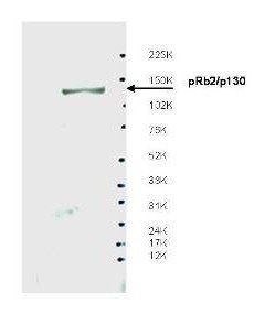 pRb2 p130 antibody