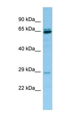 PRB3 antibody