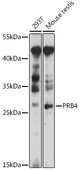 PRB4 antibody