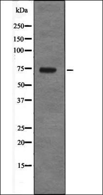 PRC1 (Phospho-Thr470) antibody