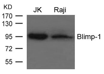 PRDM1 Antibody