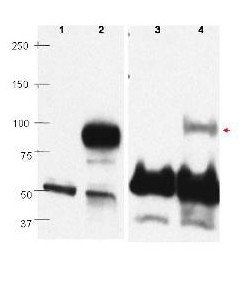 PRDM1 BLIMP1 antibody