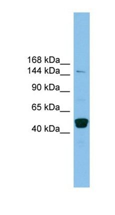 PRDM10 antibody
