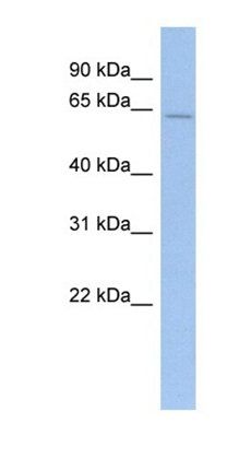 PRDM11 antibody