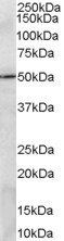 PRDM11 antibody