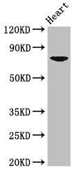 PRDM13 antibody