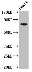 PRDM13 Antibody