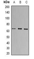 PRDM14 antibody