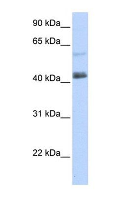 PRDM15 antibody