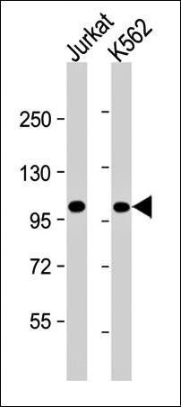 PRDM16 antibody