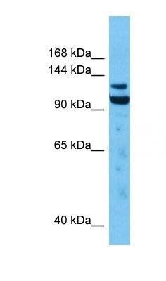 PRDM16  antibody