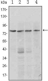 PRDM1 Antibody