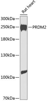 PRDM2 antibody