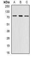 PRDM6 antibody