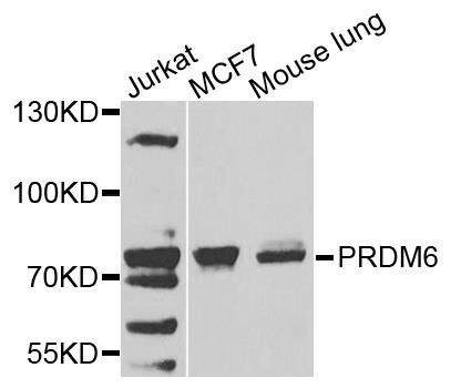 PRDM6 antibody