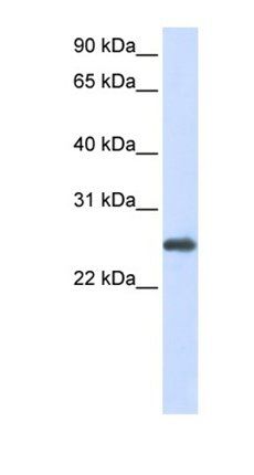 PRDX1 antibody