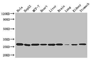 PRDX3 Antibody