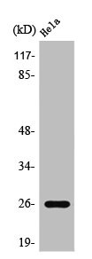 PRDX3 Antibody