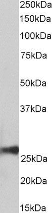 Goat anti-peroxiredoxin 6 (aa170-180) Antibody