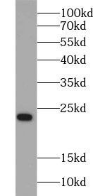 Pre-IL18 antibody