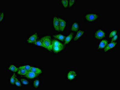 Prefoldin subunit 1 antibody