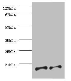 Prefoldin subunit 5 antibody