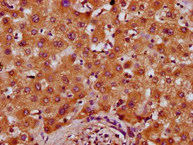PREPL Antibody