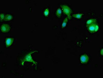 PREX1 antibody