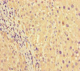 PRG2 Antibody