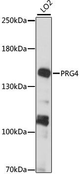 PRG4 antibody